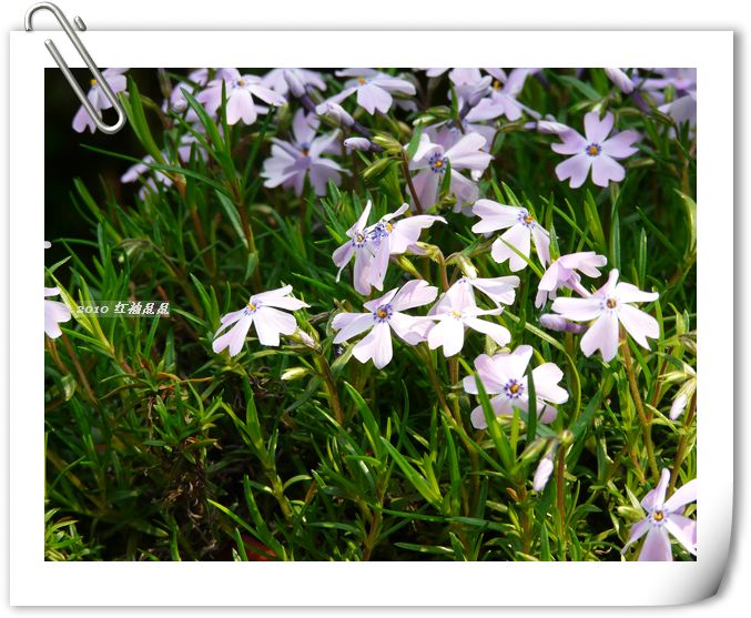 超美的柏姬月季,矮牛,矾根,长寿及其他