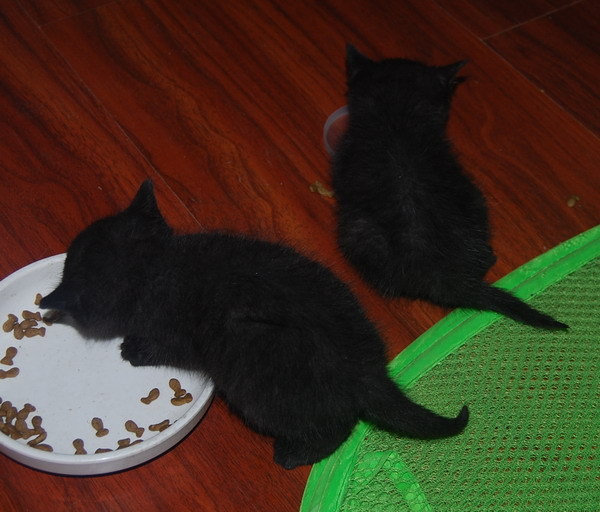 急,在颐景园捡到可爱小黑猫2只,求人领养(已被