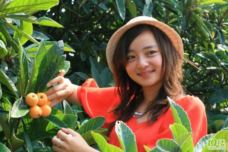 第一次看见这么多人采摘枇杷