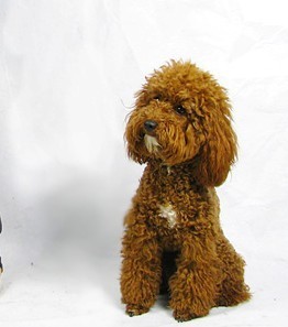 周日有想带狗狗出去活动的不?.