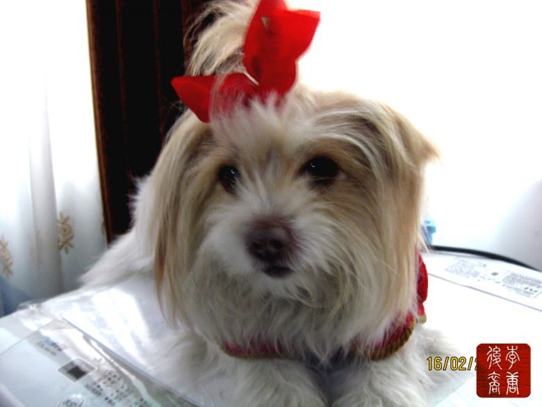 我家的西施女太寂寞了,在这里能找到伴吗