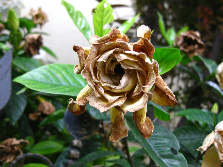 花.凋谢