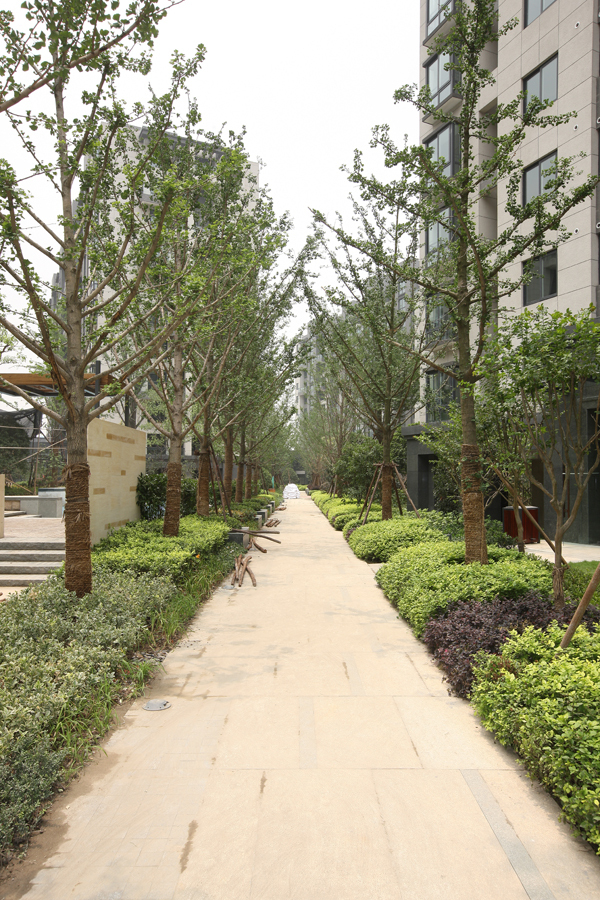 燕园实景照片,有图有真相!