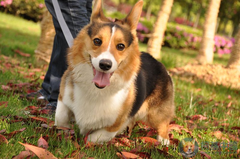 两只家养柯基corgi接受预订(宁波)