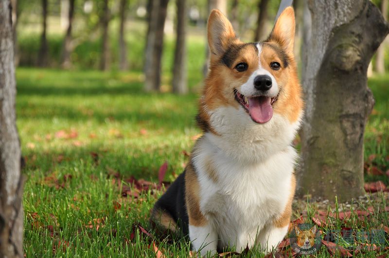 两只家养柯基corgi接受预订(宁波)