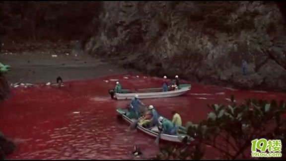 《海豚湾》观后感