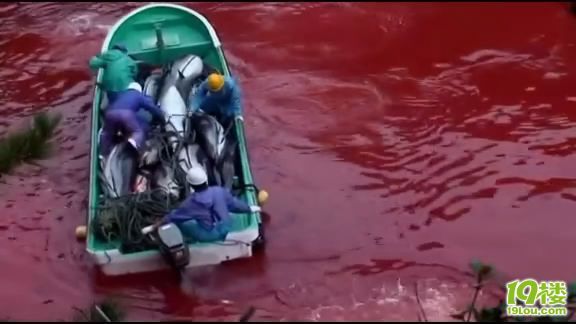 《海豚湾》观后感