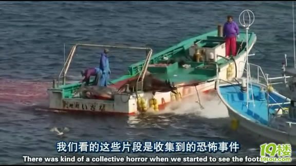 《海豚湾》观后感