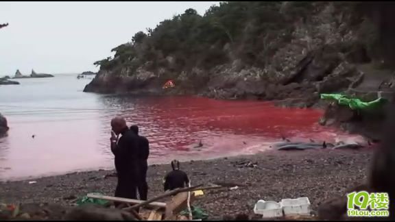 《海豚湾》观后感