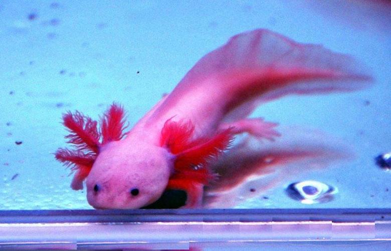 长腿又长角 哈尔滨发现奇特生物\六角恐龙鱼\(组图)