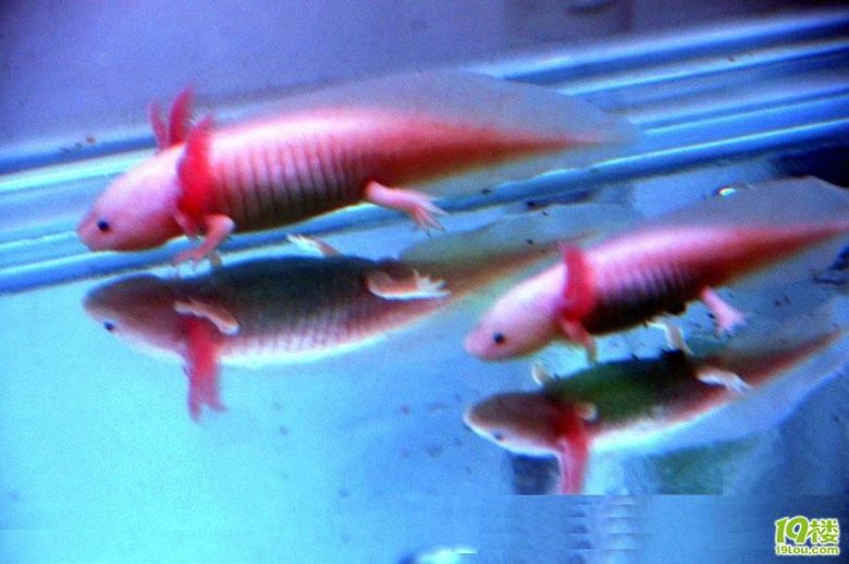 长腿又长角 哈尔滨发现奇特生物\六角恐龙鱼\