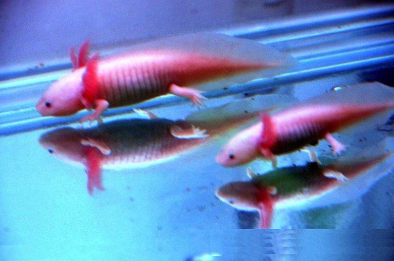 长腿又长角 哈尔滨发现奇特生物\六角恐龙鱼\