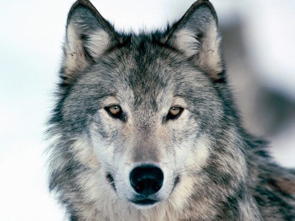 西伯利亚狼体型图片