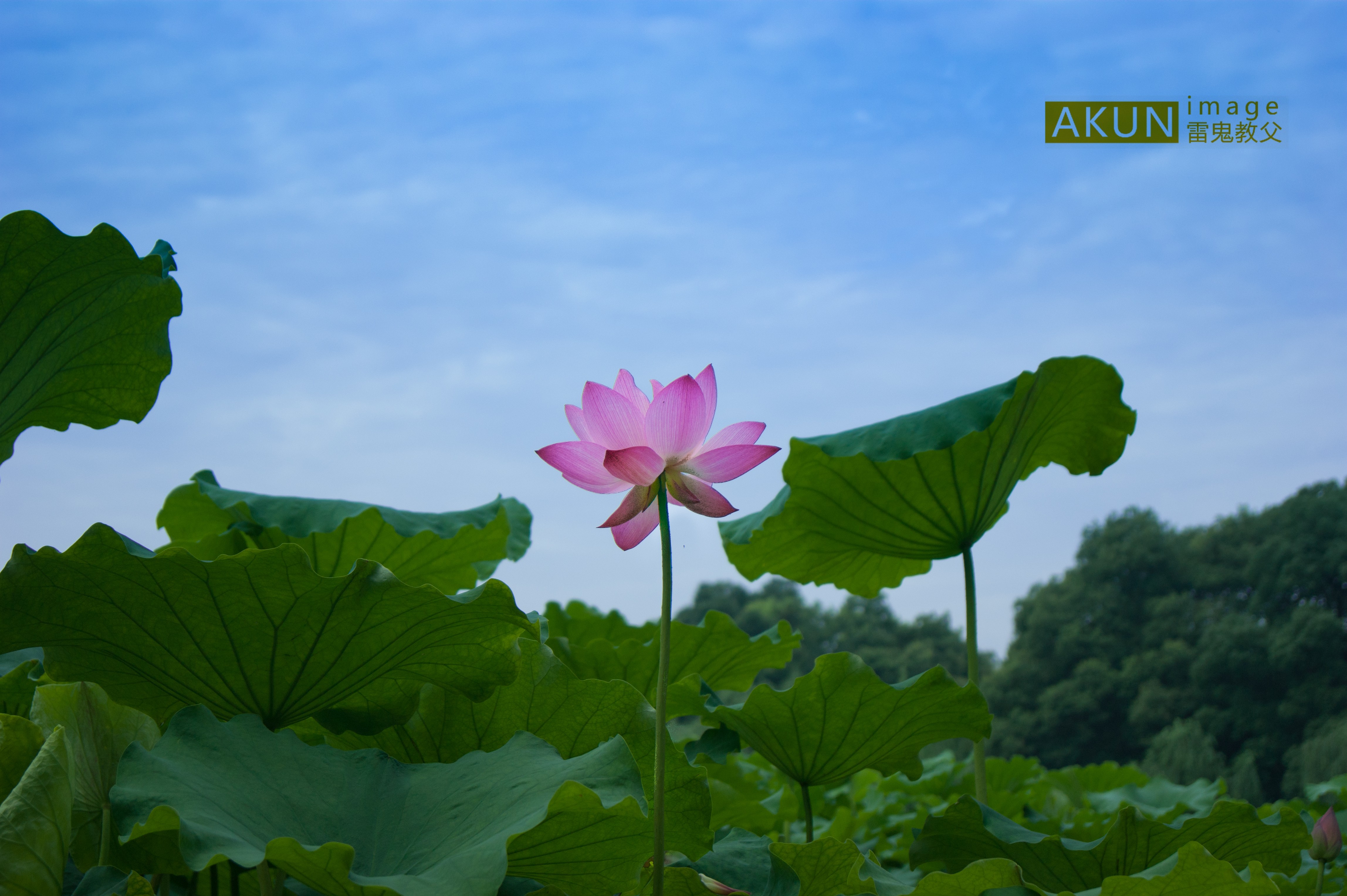 西湖断桥周围的荷花