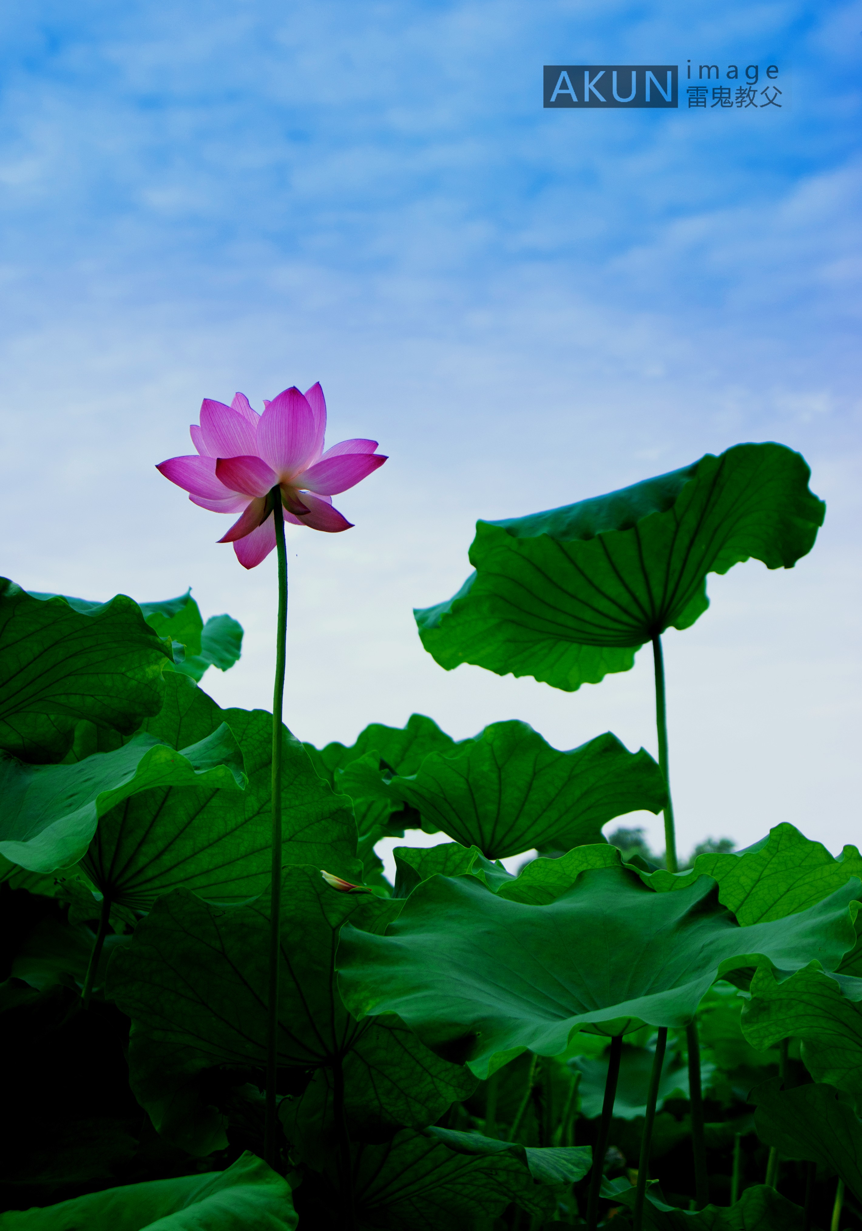 西湖断桥周围的荷花-活动-伊兰特车友会-杭州19楼