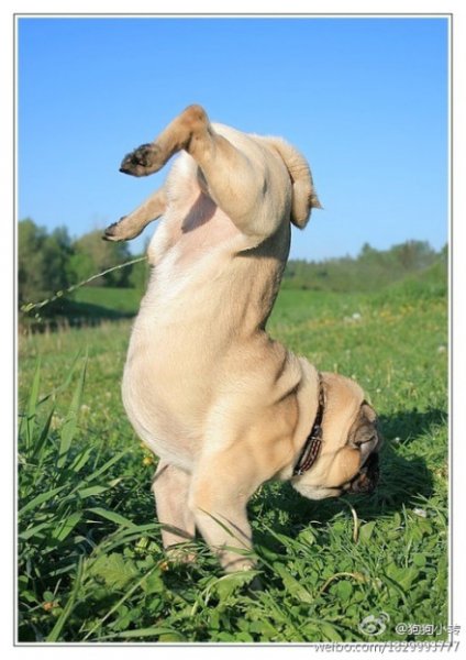 猜猜年龄-----倒立的我