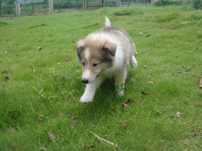 高品质家养苏牧宝宝七白到位大围脖 上门可以