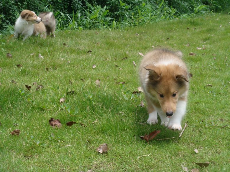 高品质家养苏牧宝宝七白到位大围脖 上门可以