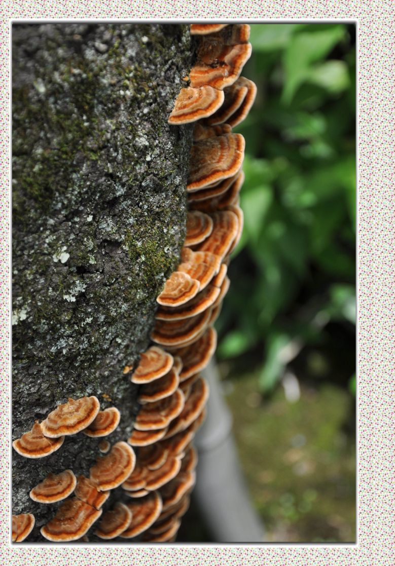 京都2日游,美食舞妓!-旅游先遣队-杭州19楼