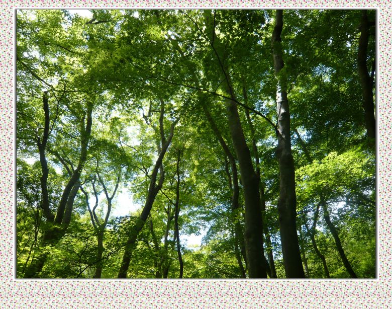 京都2日游,美食舞妓!-旅游先遣队-杭州19楼