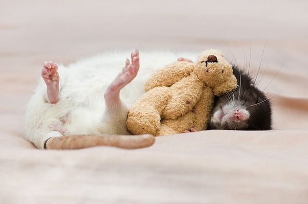 英国19岁摄影师jessica florence镜头下可爱的老鼠