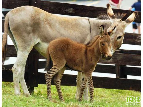 美国野生斑马爱上驴产下罕见斑驴