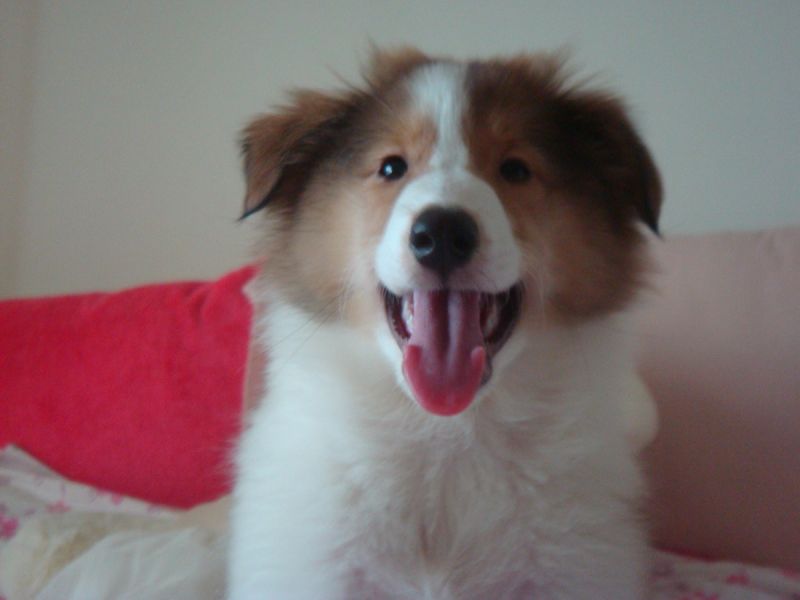 高品质家养苏牧宝宝七白到位大围脖 上门可以