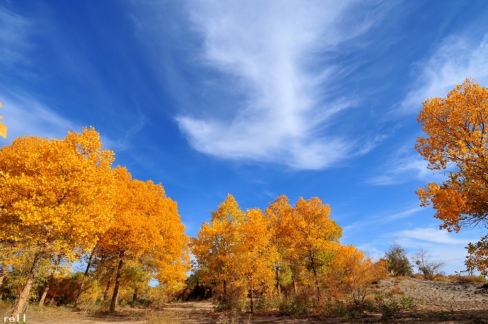 【绝美胡杨林】敦煌-嘉峪关-额济纳旗-张掖-西宁