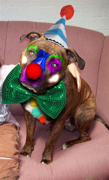 动物搞怪图-草根创意馆-杭州19楼