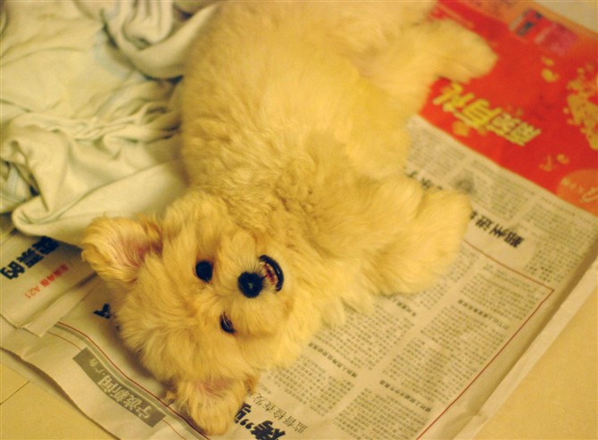 请问这是什么狗?