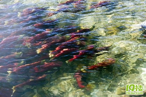 加拿大红三文鱼回游 数量极为壮观(图)