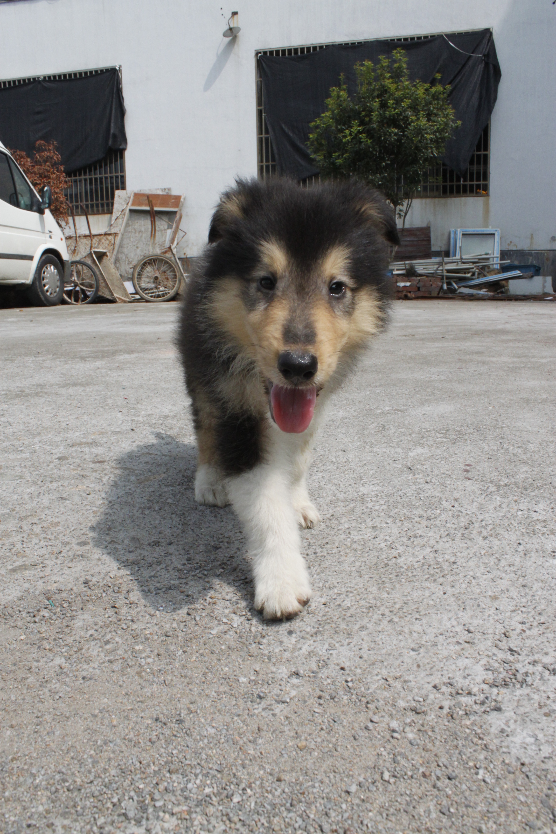 三个月可爱小苏牧盼望新主人