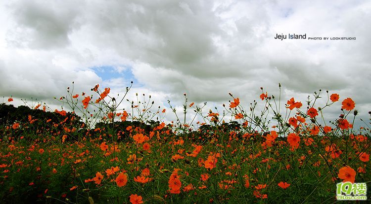 Jeju Island...ݍu... ˼_