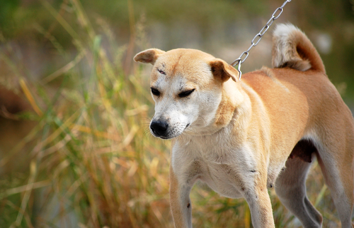 被放了再流浪的明星狗-刀疤