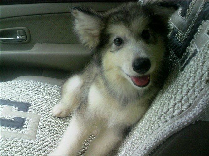 新手养狗的辛酸.希望对大家有帮助