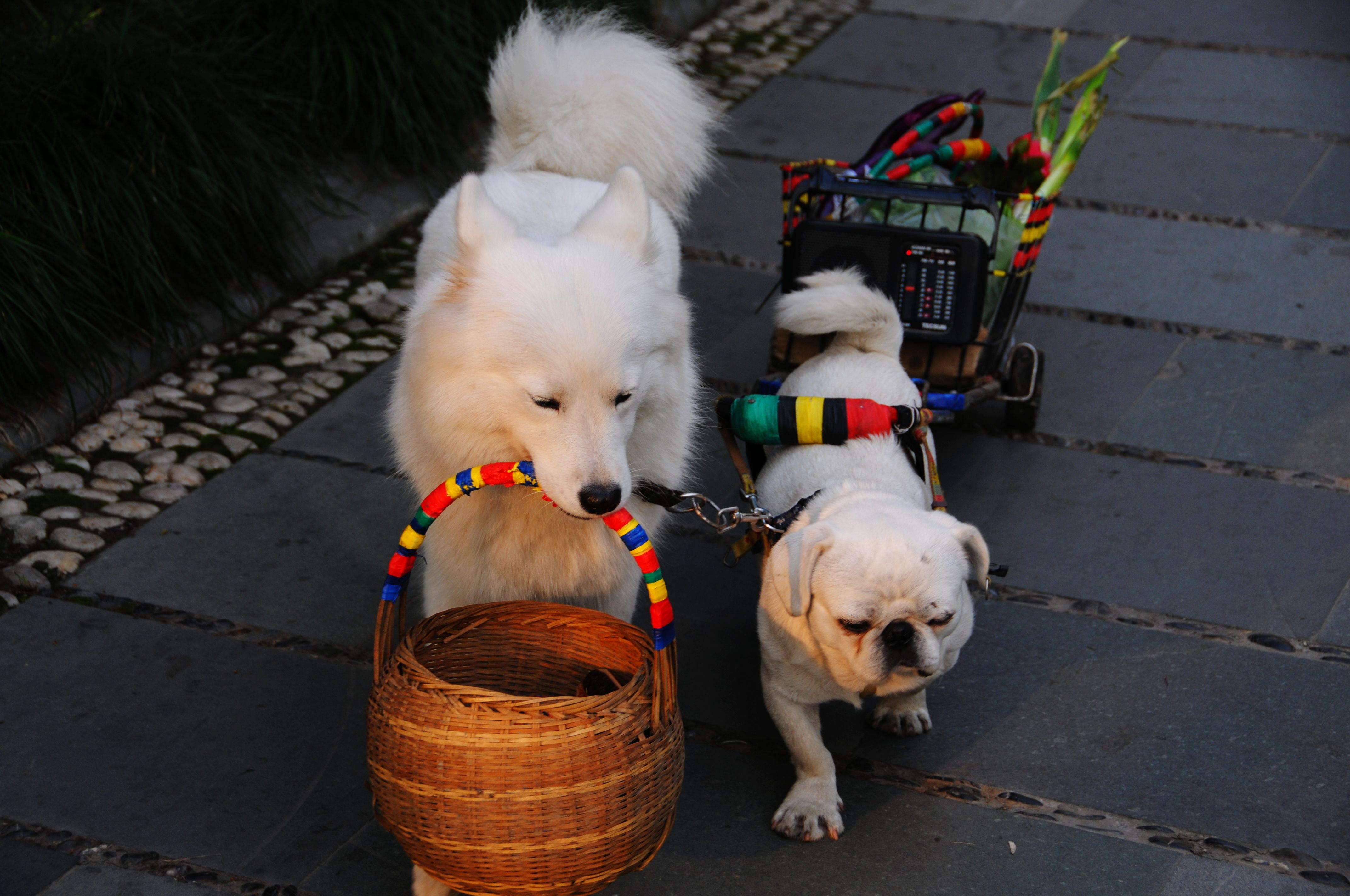 可爱的狗狗帮人分担家务