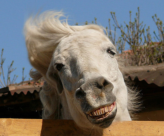 60张非常搞笑的创意摄影照片