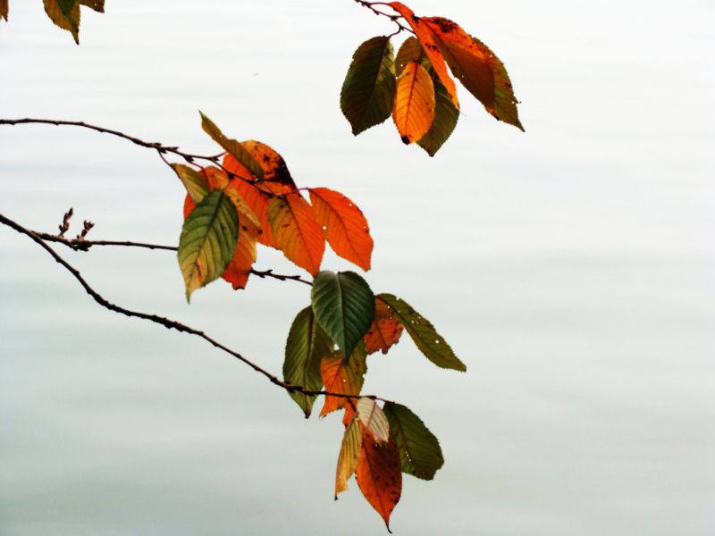 留得残叶舞“冬风”