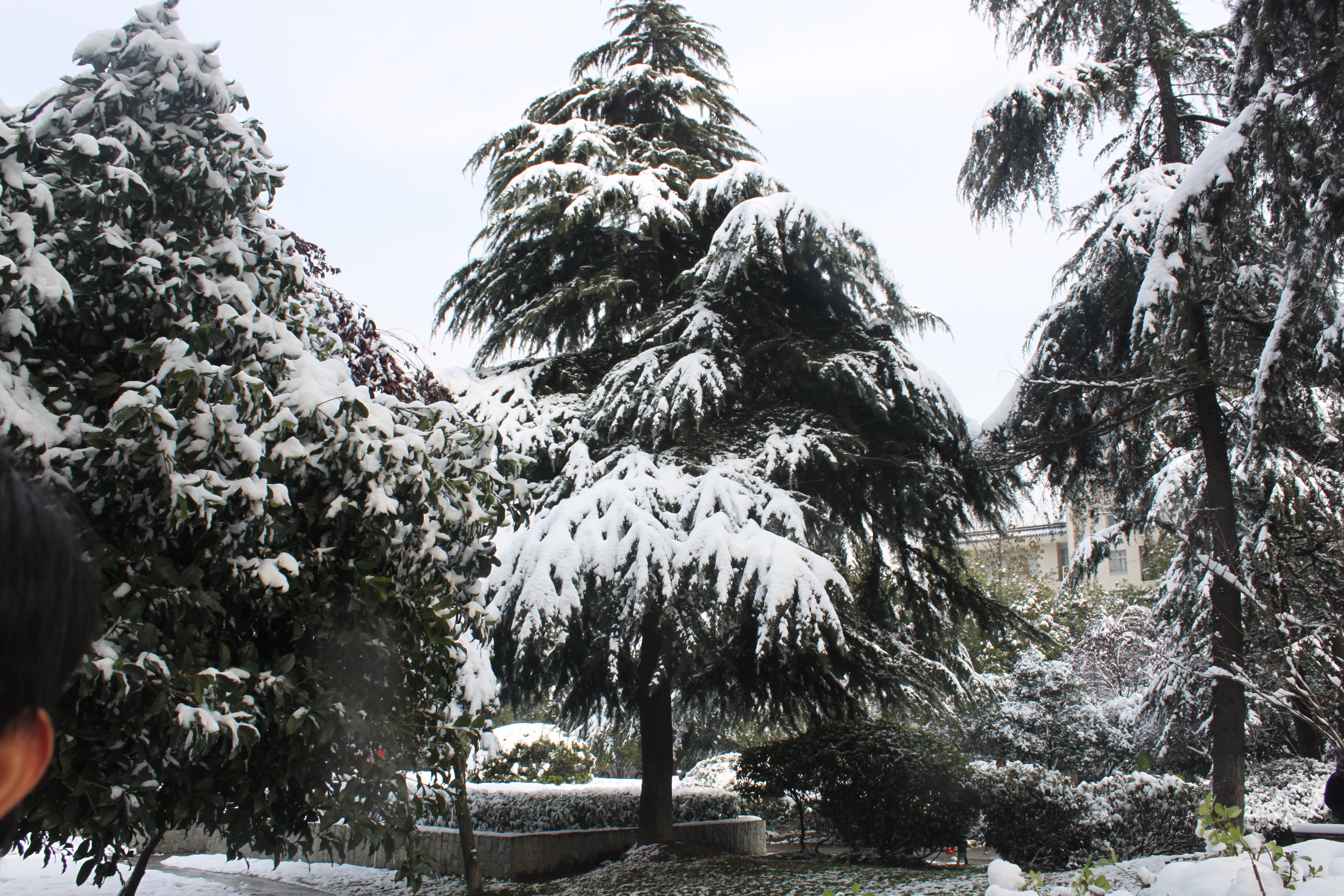 浙江大學西溪校區美麗雪景-邊走邊拍-杭州19樓