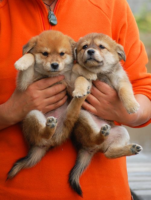 诺可妞的狗娃大家庭