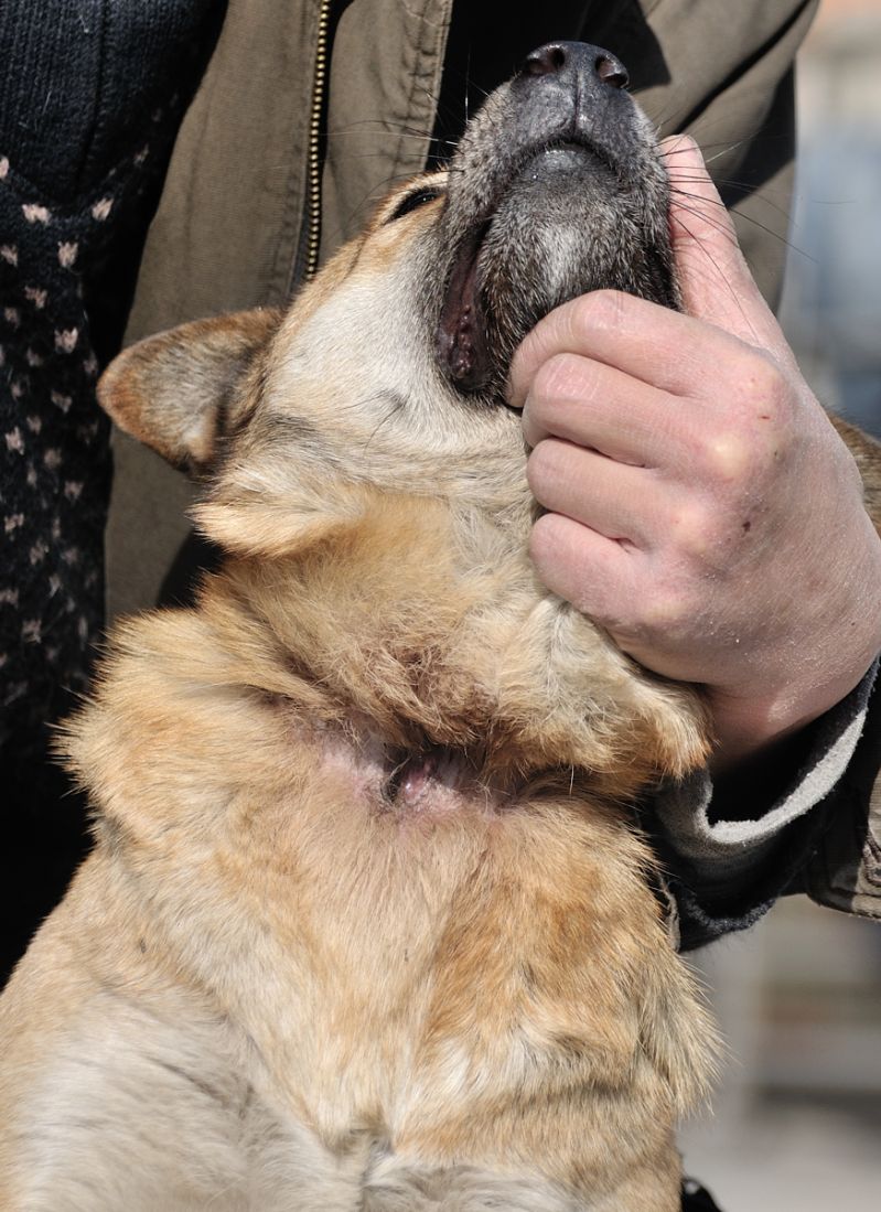 诺可妞的狗娃大家庭