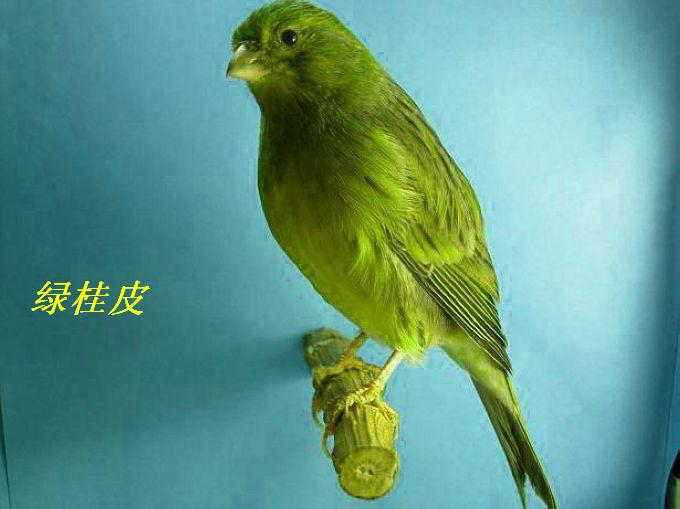 【杭州金丝雀(芙蓉鸟)爱好者爱宠欣赏】