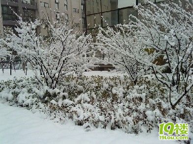 白雪纷纷何所似,撒盐空中差可拟,未若柳絮因风起