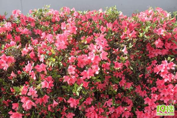 澳大利亚二手车100澳币自驾2个月-夫妻同心流