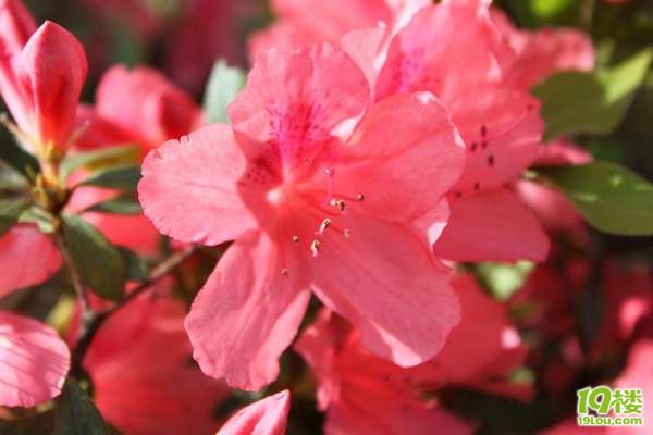 澳大利亚二手车100澳币自驾2个月-夫妻同心流