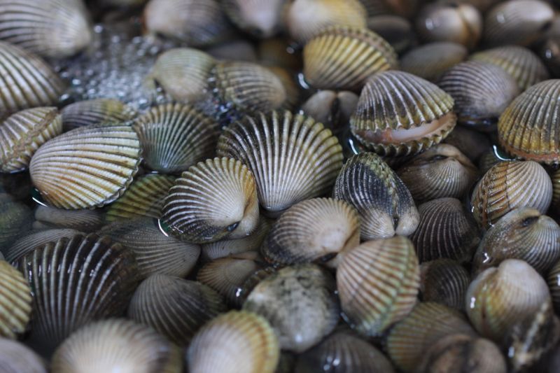 【猫年】·南越南