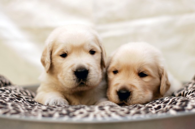 金毛妞妞生宝宝啦~~-家有宠物-杭州19楼