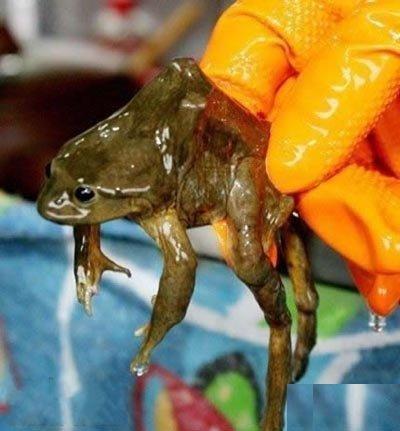 恶心 秘鲁用青蛙直接榨汁全国畅饮