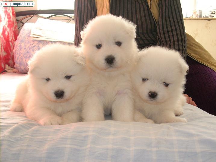 小天使萨摩与知心爱人金毛,健康漂亮喜欢的快来抢购吧