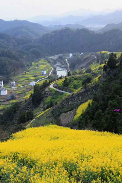 石潭看油菜花,沿途欣賞新安江山水畫廊